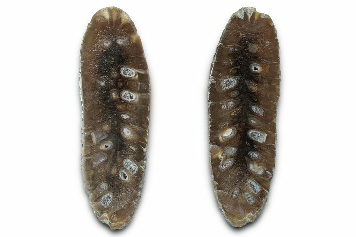 Cut & Polished Fossil Cycadophyte Cone - Boujdour, Morocco #346855